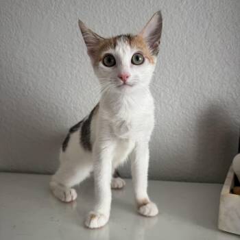 Cinnamon -  Calico and Domestic Short Hair Cat for Adoption in Antioch, California - Cinnamon | PetCurious