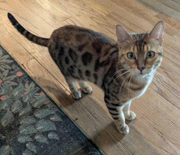 Bengal Cats Available for Adoption in New Baltimore, Michigan - Tisiphone | PetCurious