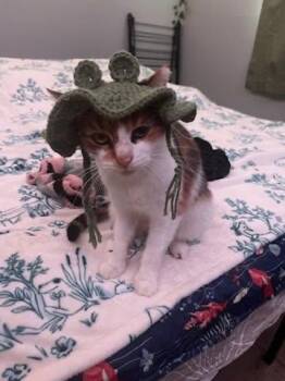 Geraldine -  Domestic Short Hair Cat for Adoption in Cleveland, Ohio - Geraldine | PetCurious