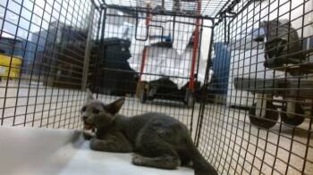 Rescue Domestic Short Hair Cats for Adoption in Doral, Florida - FLOATER | PetCurious