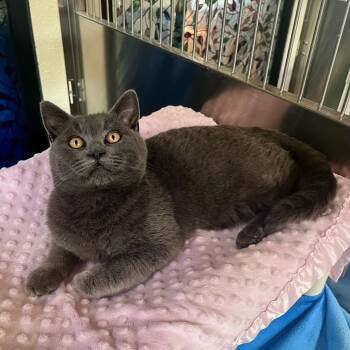Domestic Short Hair Cats Available for Adoption - Bubba | PetCurious