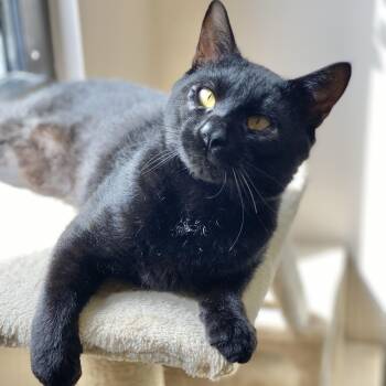 Rescue American Wirehair and Domestic Short Hair Cats for Adoption in Collierville, Tennessee - Pepper | PetCurious