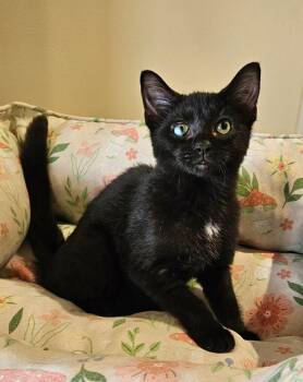 Shriek -  Domestic Short Hair Cat for Adoption in Fremont, Ohio - Shriek | PetCurious