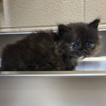 Domestic Long Hair Cats Available for Adoption - Ruffnut | PetCurious