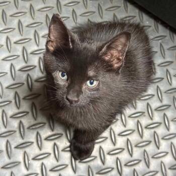 Bear -  American Shorthair Cat Available for Adoption in Valdosta, Georgia - Bear | PetCurious