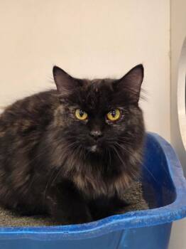 Domestic Long Hair Cats Available for Adoption - Tasia | PetCurious