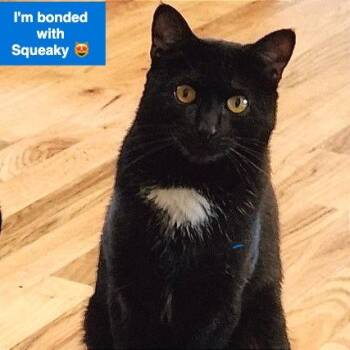 Francesca -  Domestic Short Hair Cat for Adoption in Traverse City, Michigan - Francesca | PetCurious