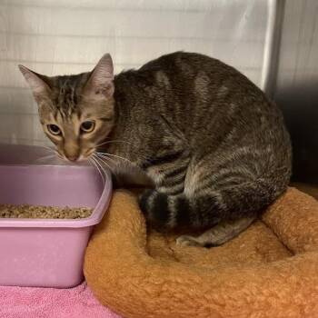 1403-C26 -  Domestic Short Hair Cat for Adoption in Port Charlotte, Florida - 1403-C26 | PetCurious