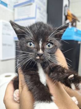 Rescue Domestic Short Hair Cats for Adoption in Pomona, New York - Sabrina | PetCurious