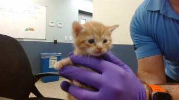 Domestic Short Hair Cats Available for Adoption in Doral, Florida - MACHA | PetCurious