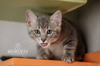 Squirtle  -  Domestic Short Hair Cat Available for Adoption - Squirtle  | PetCurious