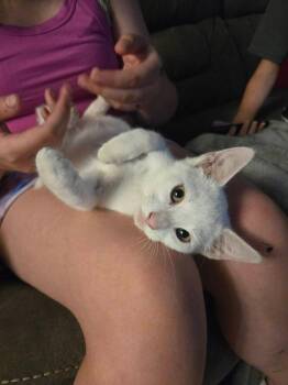 Tyler -  Domestic Medium Hair Cat for Adoption in Miami, Oklahoma - Tyler | PetCurious