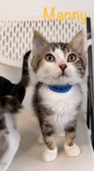 Manny -  Tabby Cat for Adoption in Crescent City, California - Manny | PetCurious
