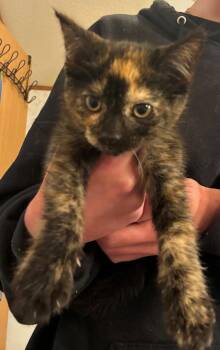 Chloe -  Domestic Short Hair Cat for Adoption in Thompson Falls, Montana - Chloe | PetCurious