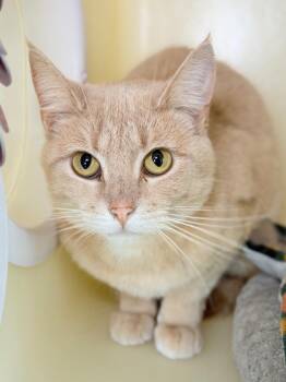 Domestic Short Hair Cats Available for Adoption in Menomonie, Wisconsin - Sweetcorn | PetCurious
