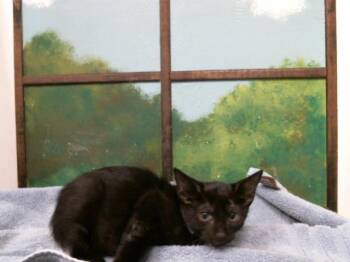 Domestic Short Hair Cats Available for Adoption in Houston, Texas - ORCHID | PetCurious