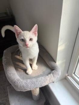 Walt -  Siamese and Domestic Short Hair Cat for Adoption in Richardson, Texas - Walt | PetCurious