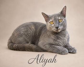 Aliyah -  Dilute Tortoiseshell Cat for Adoption in Midlothian, Texas - Aliyah | PetCurious