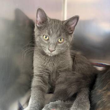 Lunar -  Domestic Short Hair Cat for Adoption in Council Bluffs, Iowa - Lunar | PetCurious