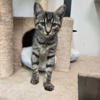 Rescue Domestic Medium Hair Cats for Adoption in Graham, Texas - Fred | PetCurious