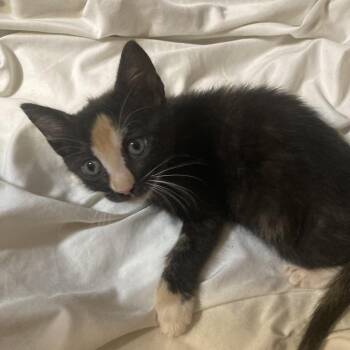 Rosie Dyal-SD -  Domestic Short Hair Cat Available for Adoption in Tallahassee, Florida - Rosie Dyal-SD | PetCurious