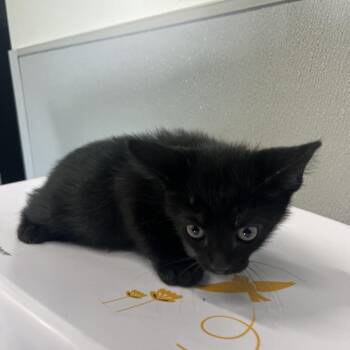 Domestic Medium Hair Cats Available for Adoption in Tampa, Florida - Holden | PetCurious