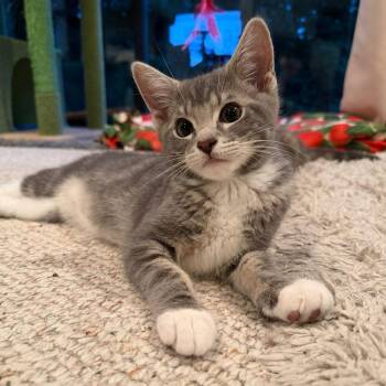 Rumours: The Chain -  Tabby Cat for Adoption - Rumours: The Chain | PetCurious