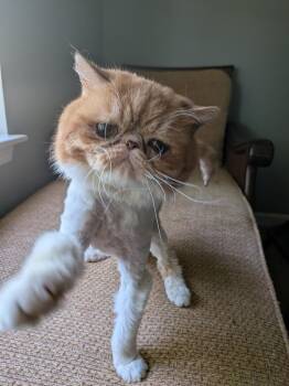 Patatas -  Exotic Shorthair and Persian Cat for Adoption - Patatas | PetCurious