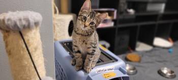 Rescue Domestic Short Hair Cats for Adoption in Mokena, Illinois - Beignet | PetCurious