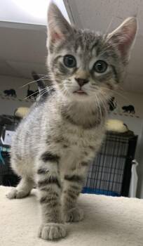 Nico26 -  Domestic Short Hair Cat for Adoption in Milwaukee, Wisconsin - Nico26 | PetCurious