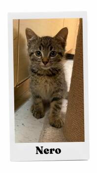 Nero -  Domestic Short Hair Cat for Adoption in Caistor Centre, Ontario - Nero | PetCurious