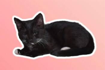 Domestic Short Hair Cats Available for Adoption in Sarasota, Florida - LOU | PetCurious