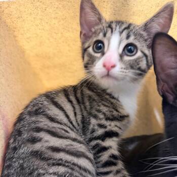 RJ -  Domestic Short Hair Cat for Adoption in Philadelphia, Pennsylvania - RJ | PetCurious