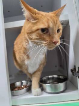 Brian -  Domestic Short Hair Cat for Adoption in Chattanooga, Tennessee - Brian | PetCurious