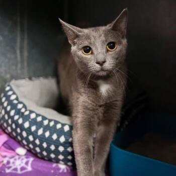 Gizmo -  Domestic Short Hair Cat Available for Adoption in Loogootee, Indiana - Gizmo | PetCurious
