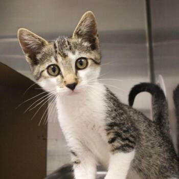 Tommy -  Domestic Short Hair Cat for Adoption in Des Moines, Iowa - Tommy | PetCurious