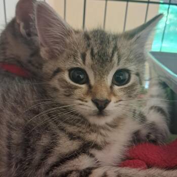 Trixie -  Domestic Short Hair Cat Available for Adoption in Concord, New Hampshire - Trixie | PetCurious