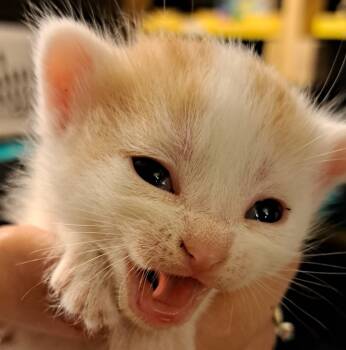 Rescue Domestic Short Hair Cats for Adoption in South Bend, Indiana - Sparkler *IN FOSTER* | PetCurious