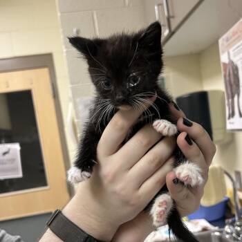 Serendipity -  Domestic Short Hair Cat for Adoption in Asheville, North Carolina - Serendipity | PetCurious