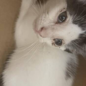 Blackjack -  Domestic Short Hair Cat for Adoption in Philadelphia, Pennsylvania - Blackjack | PetCurious