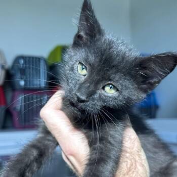 Carley -  Domestic Short Hair Cat for Adoption in Matteson, Illinois - Carley | PetCurious