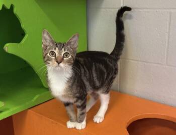 Lily -  Domestic Short Hair Cat for Adoption in Columbus, Indiana - Lily | PetCurious