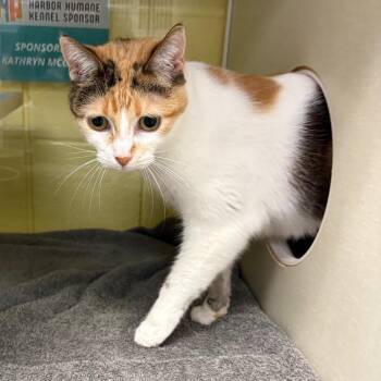 Tetra -  Domestic Short Hair Cat for Adoption in West Olive, Michigan - Tetra | PetCurious