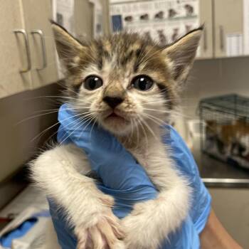 Ranger -  Domestic Short Hair Cat for Adoption in San Antonio, Texas - Ranger | PetCurious