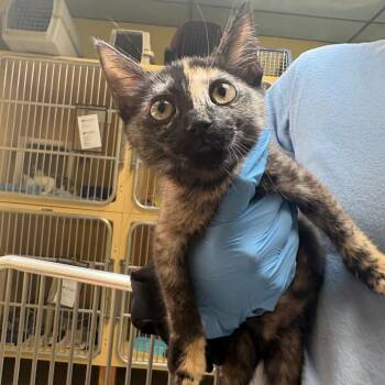 Daffodil Yellow -  Domestic Short Hair Cat for Adoption in East Hanover, New Jersey - Daffodil Yellow | PetCurious