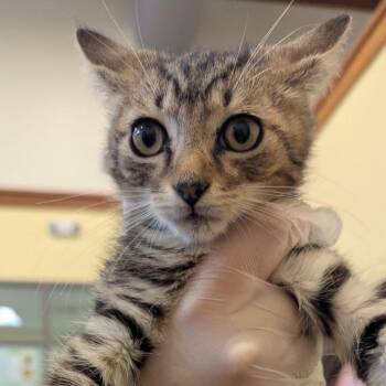 Bell -  Domestic Short Hair Cat for Adoption in Lynchburg, Virginia - Bell | PetCurious