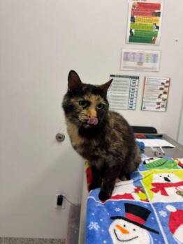 Good Luck! -  Domestic Short Hair Cat for Adoption in Kansas City, Missouri - Good Luck! | PetCurious