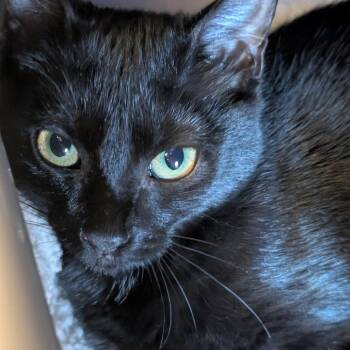 Patty Cake -  Domestic Short Hair Cat for Adoption in Sonoma, California - Patty Cake | PetCurious