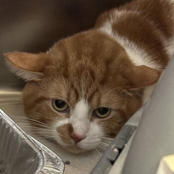 Socrates -  Domestic Short Hair Cat for Adoption in Matteson, Illinois - Socrates | PetCurious