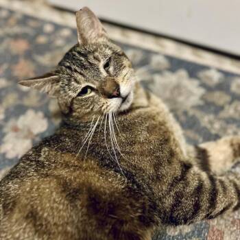 Gravy -  Domestic Short Hair Cat for Adoption - Gravy | PetCurious